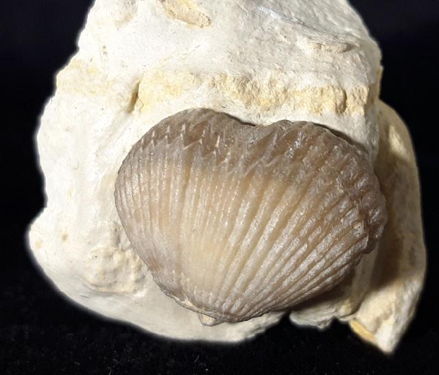 Cyclothyris globosa (ARNAUD 1872) - Bild © FossNet FossilienStore
